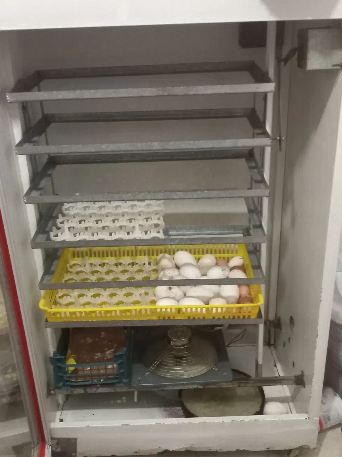 تخم شراکتی دستگاه جوجه کشی|حیوانات مزرعه|سرخنکلاته, |دیوار