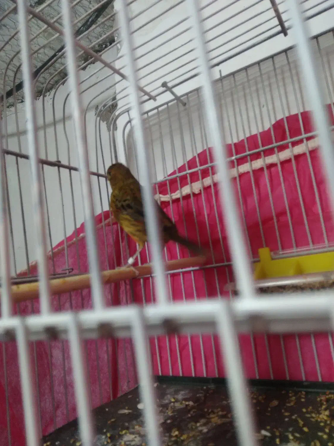 قناری|پرنده|کرمان, |دیوار