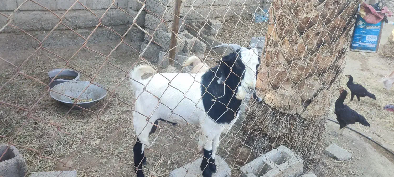 گوسفند|حیوانات مزرعه|بیکاه, |دیوار