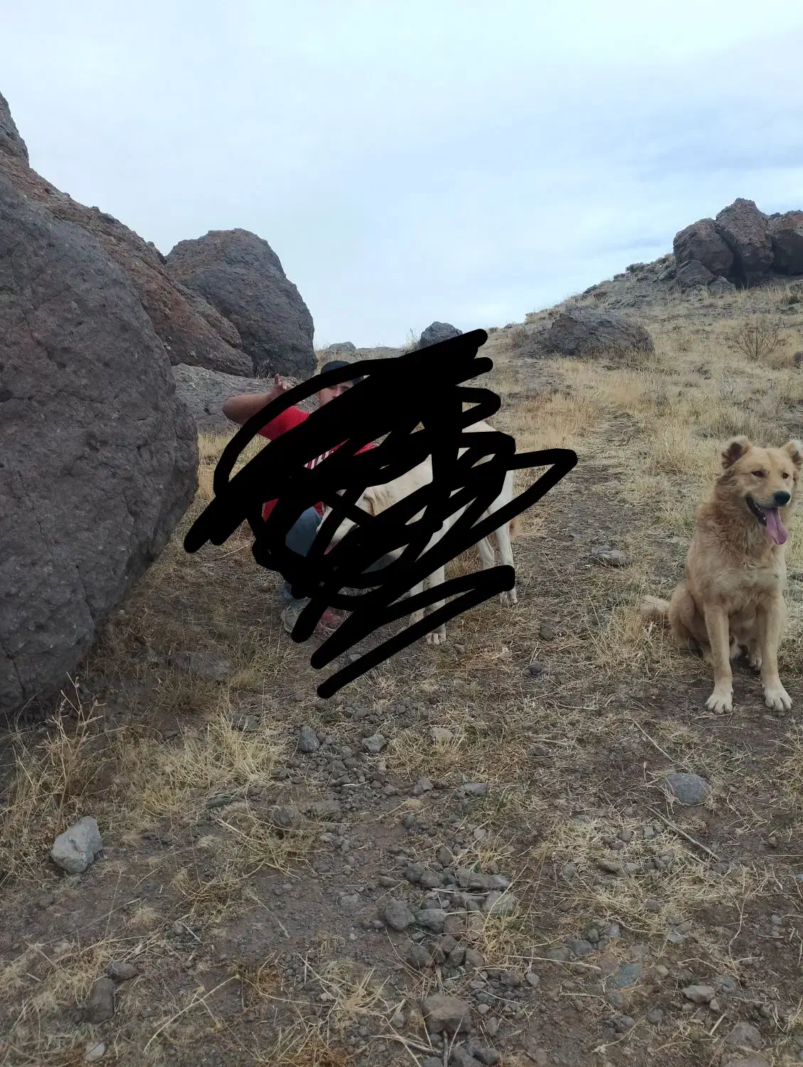 سگ گله ای|سگ|مرند, |دیوار