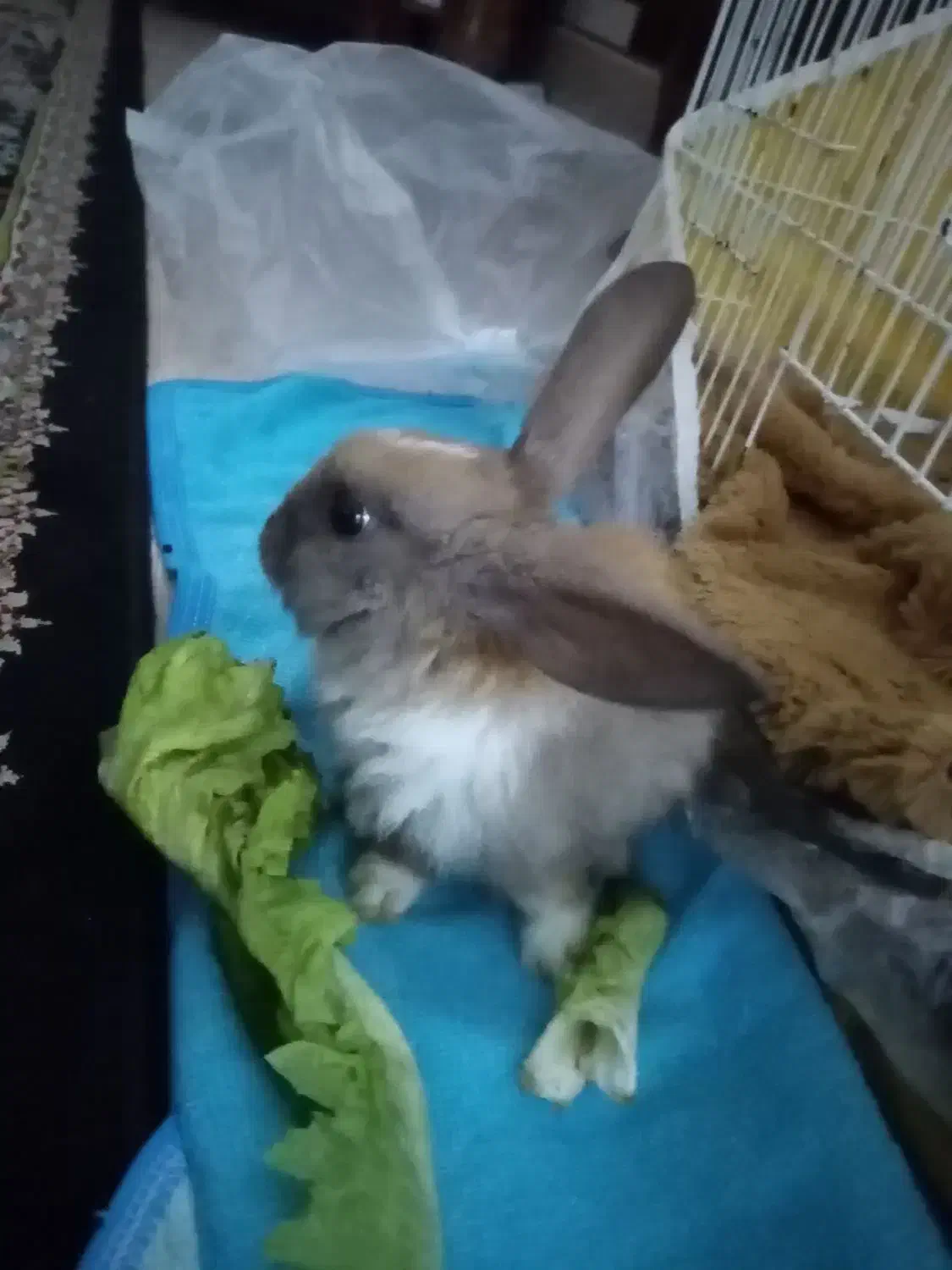 بچه خرگوش خوشگل و زرنگ|موش و خرگوش|سبزوار, قصبه شرقی|دیوار