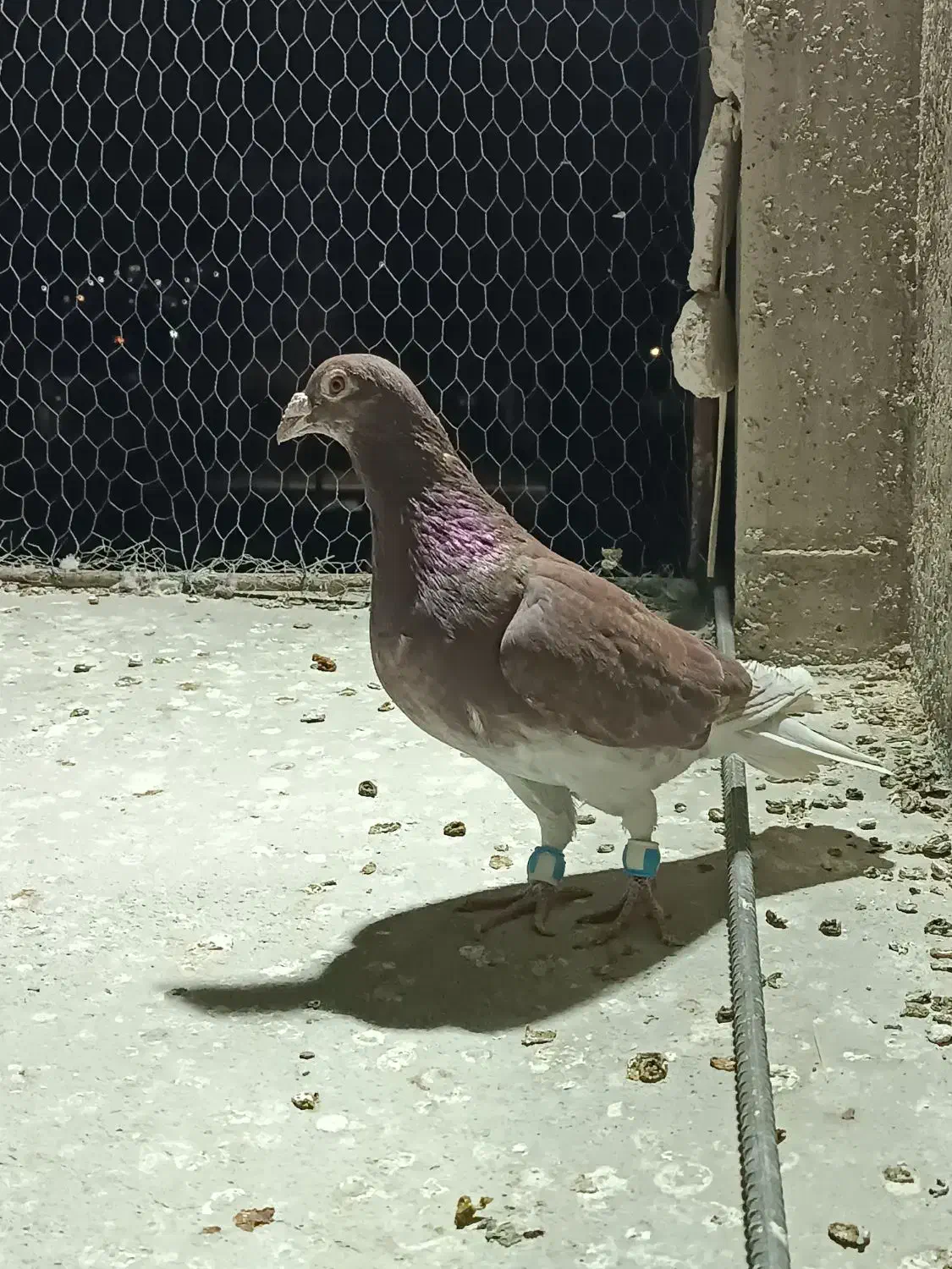 دورگ صید پرشی|پرنده|بجنورد, |دیوار