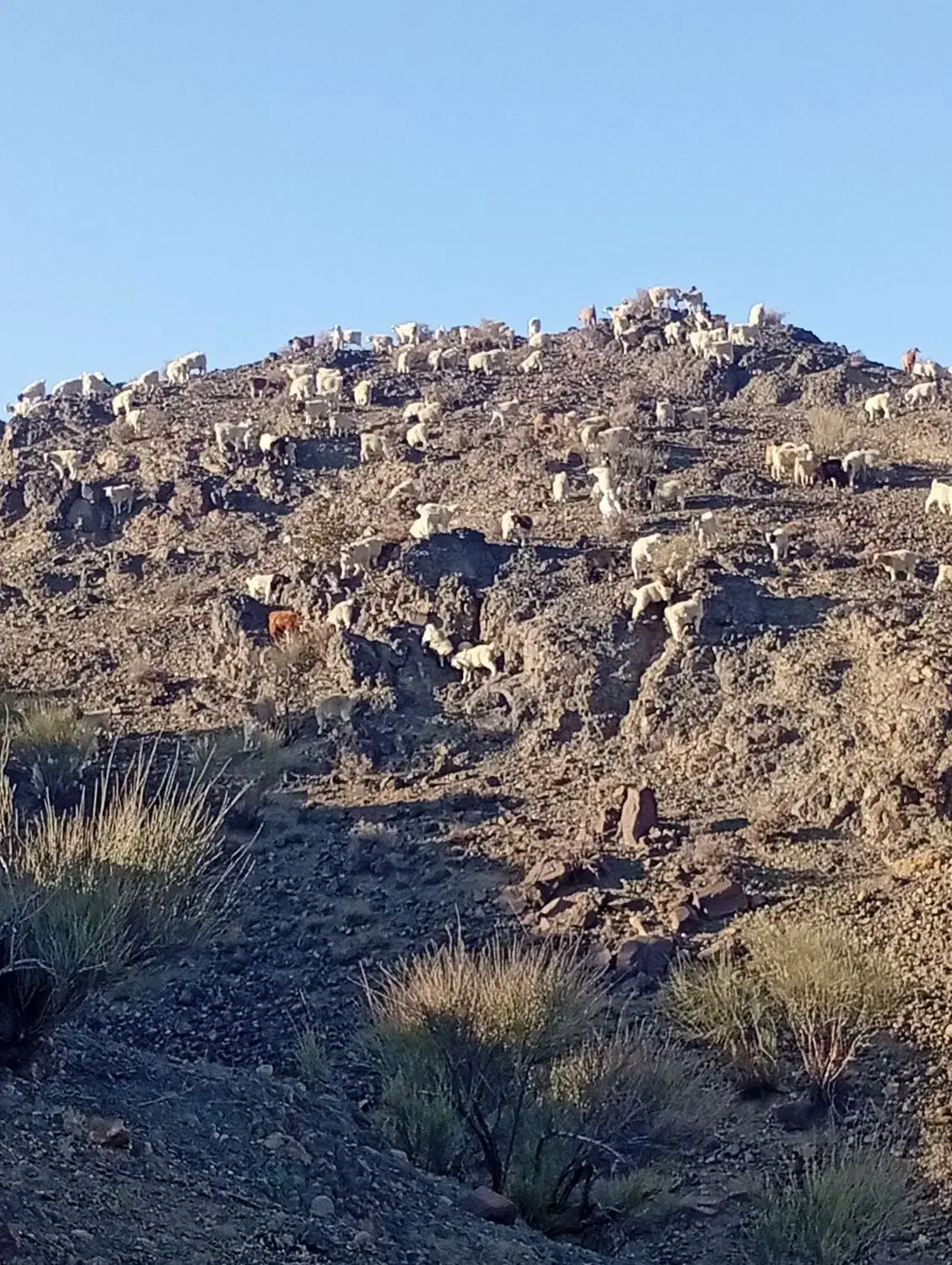 کهره بره فروشی|حیوانات مزرعه|جیرفت, |دیوار