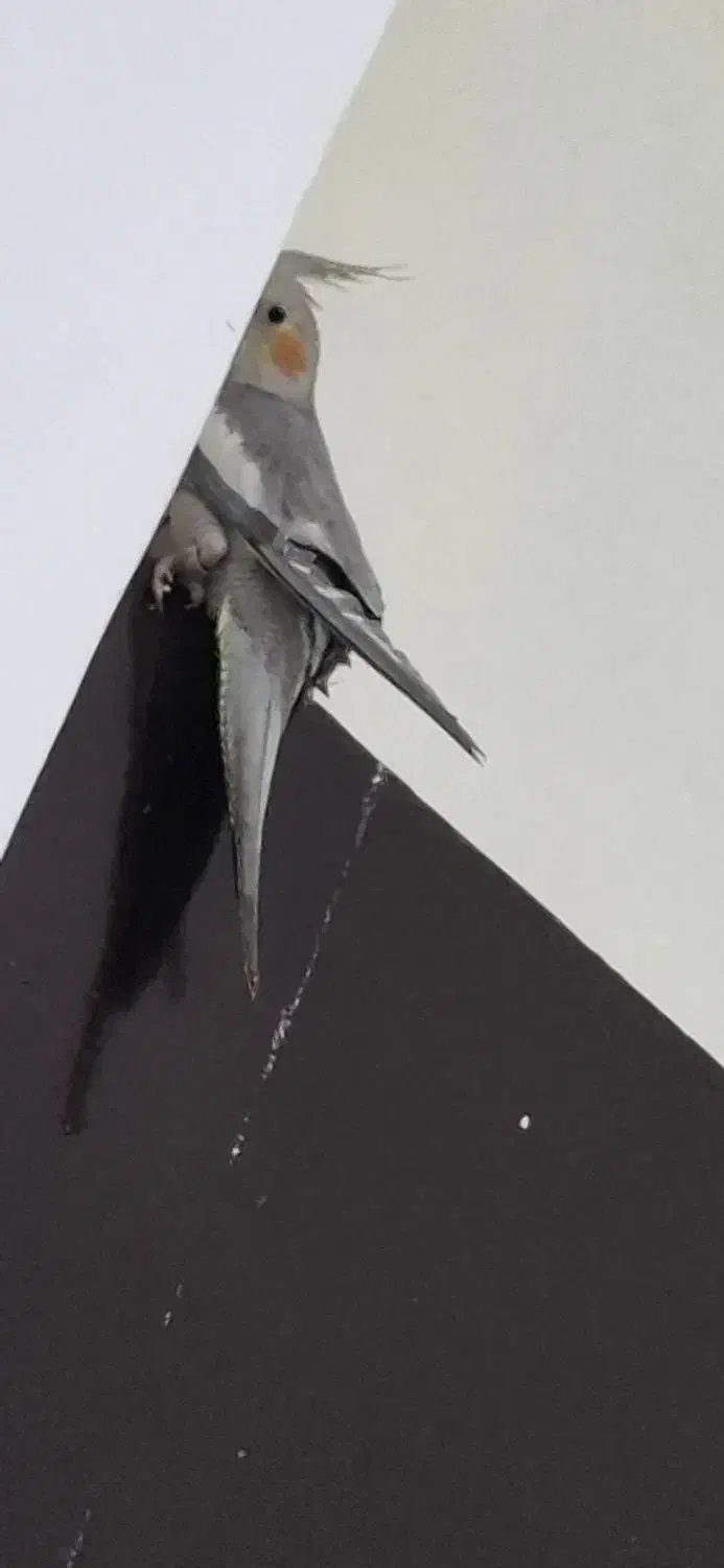 عروس هلندی ماده|پرنده|بندرعباس, |دیوار