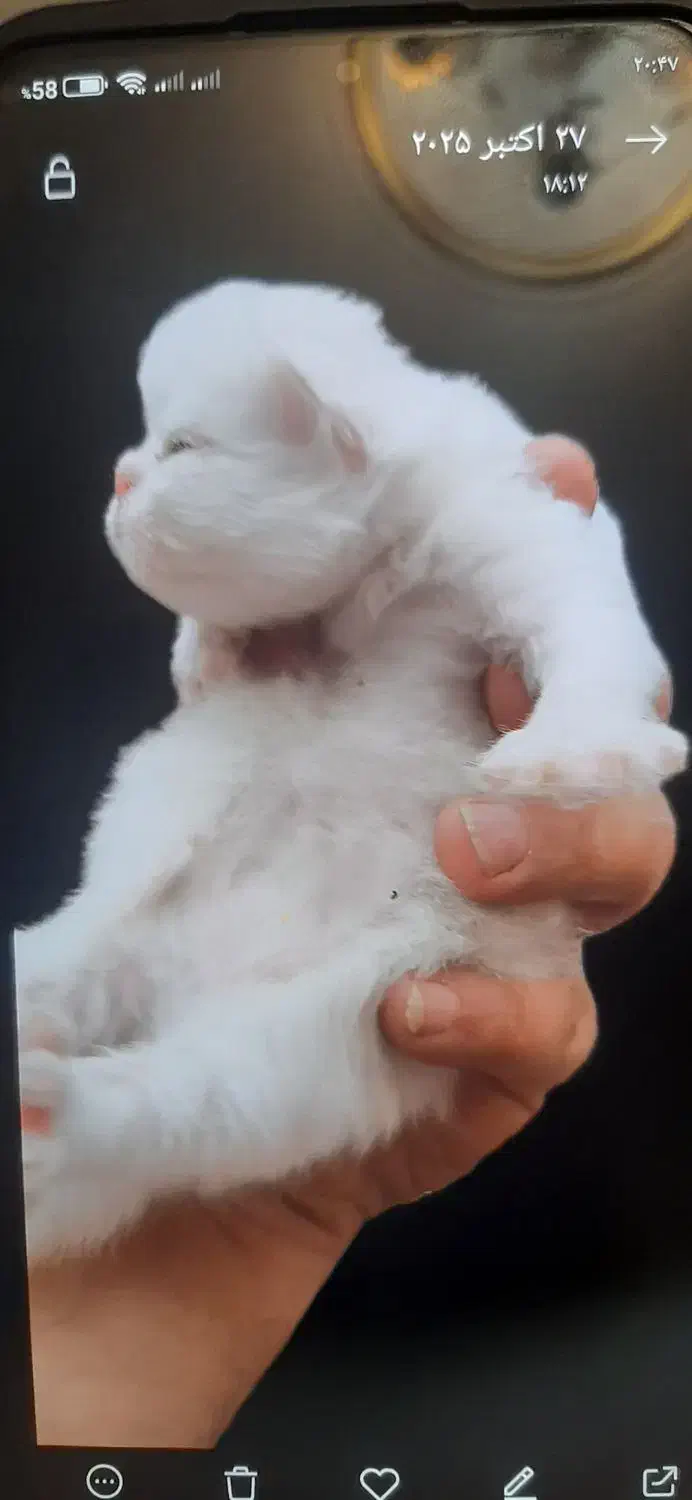 گربه پرشین|گربه|تبریز, |دیوار