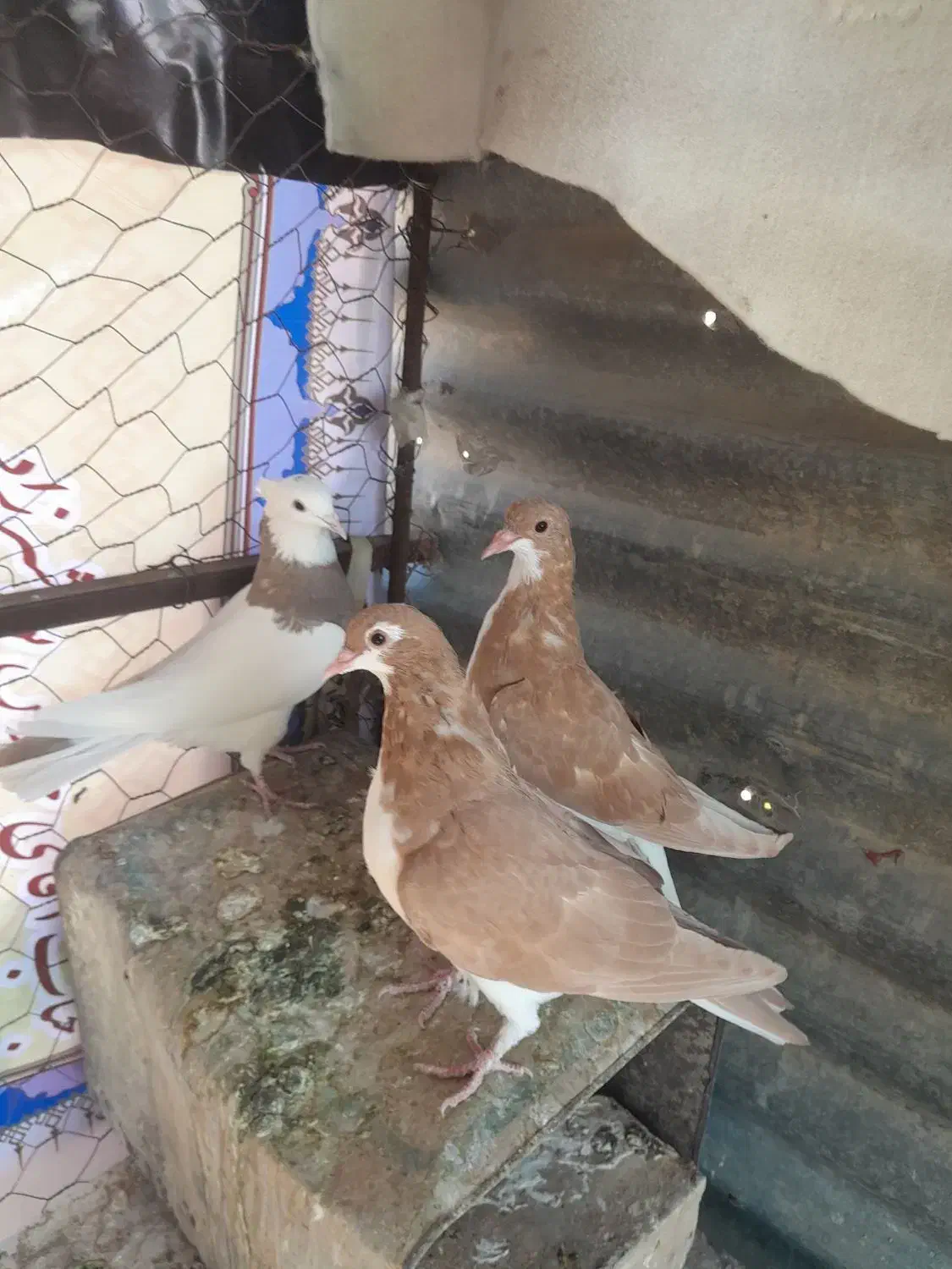 خوشرنگ زرد چشم چنگ سفید|پرنده|شیراز, مسلم|دیوار