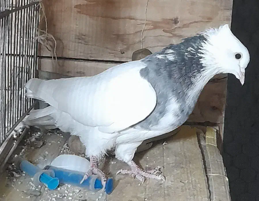 کبوتر ماده طوقی کاکلی|پرنده|بسطام, |دیوار