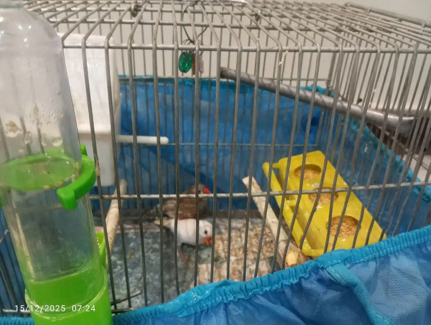 چند جفت فنج مولد|پرنده|قرچک, شهرک طلائیه|دیوار