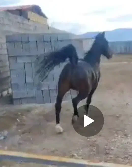 فروش یک راس نریان میکروچیپ دار|اسب و تجهیزات اسب‌سواری|کرمانشاه, |دیوار