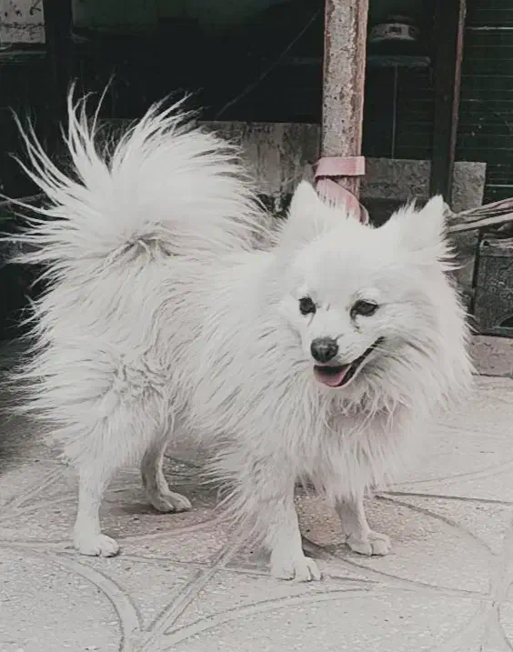 اشپیز|سگ|یزد, |دیوار