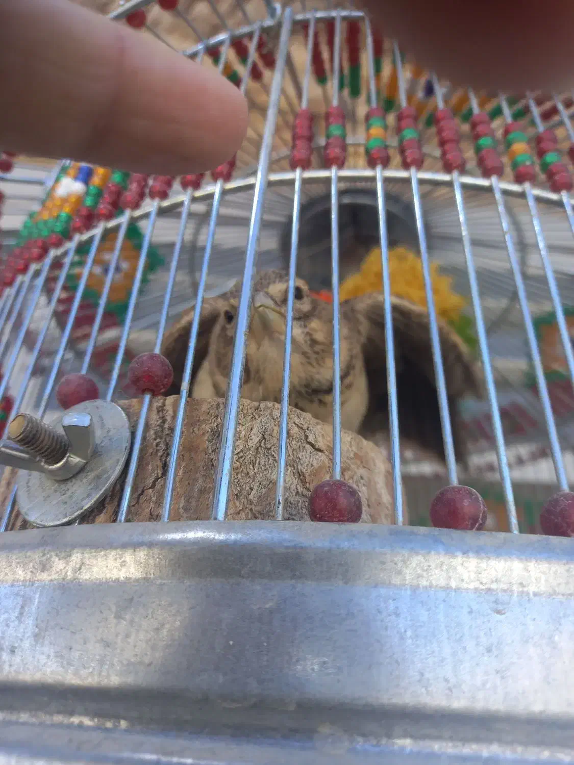 سهره خاکی دهن سهره|پرنده|کبودرآهنگ, |دیوار