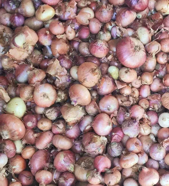 پیاز  خوراکی|خوردنی و آشامیدنی|بلبان آباد, |دیوار