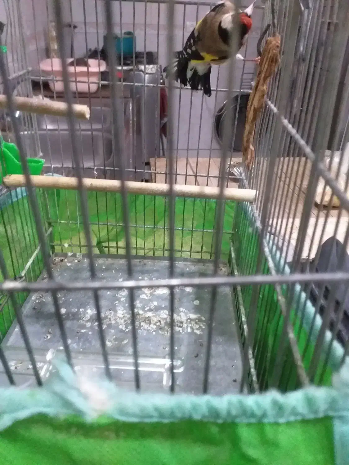 سهره|پرنده|تهران, جوادیه|دیوار