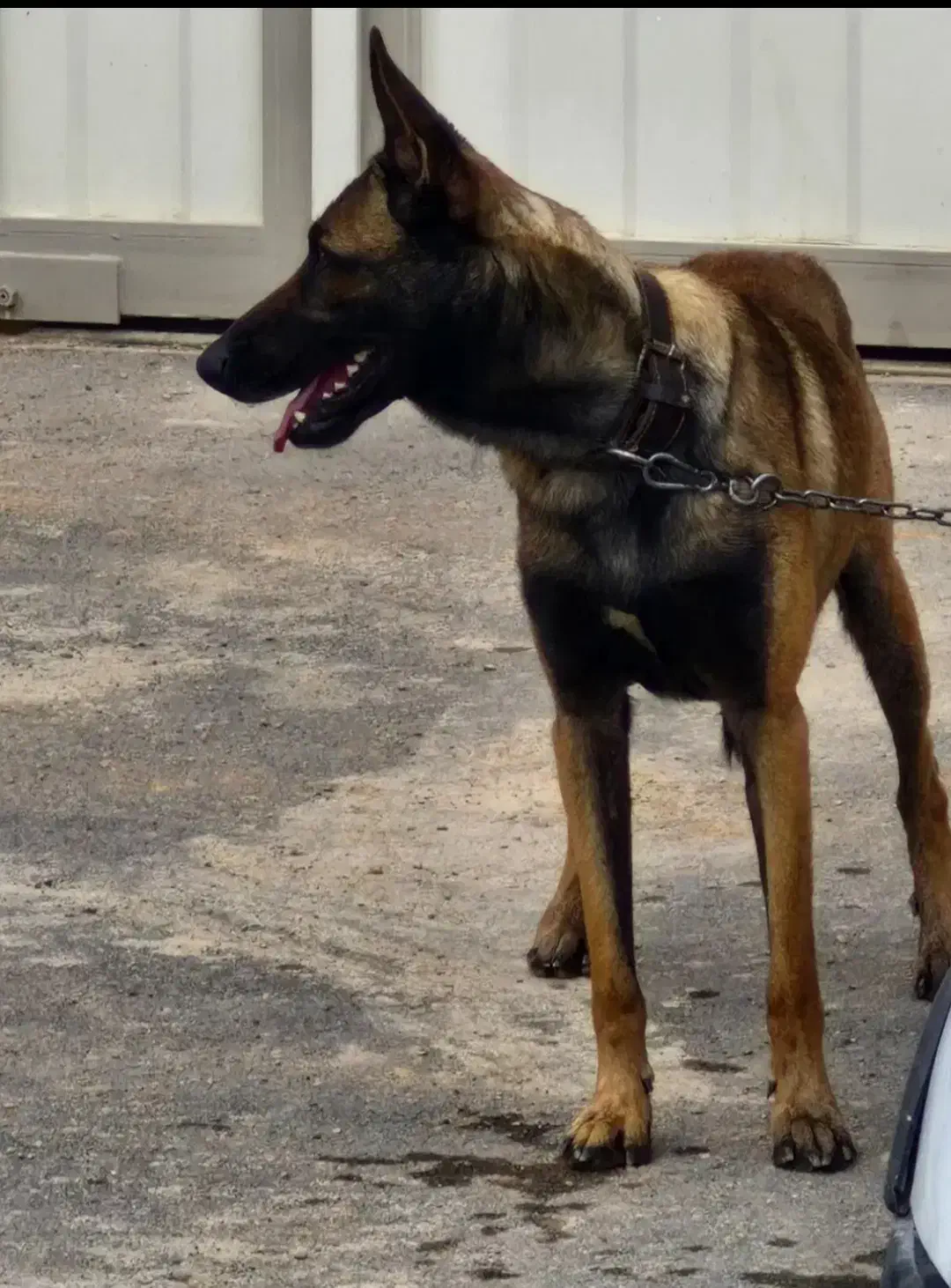 توله مالینویز|سگ|امیدیه, |دیوار