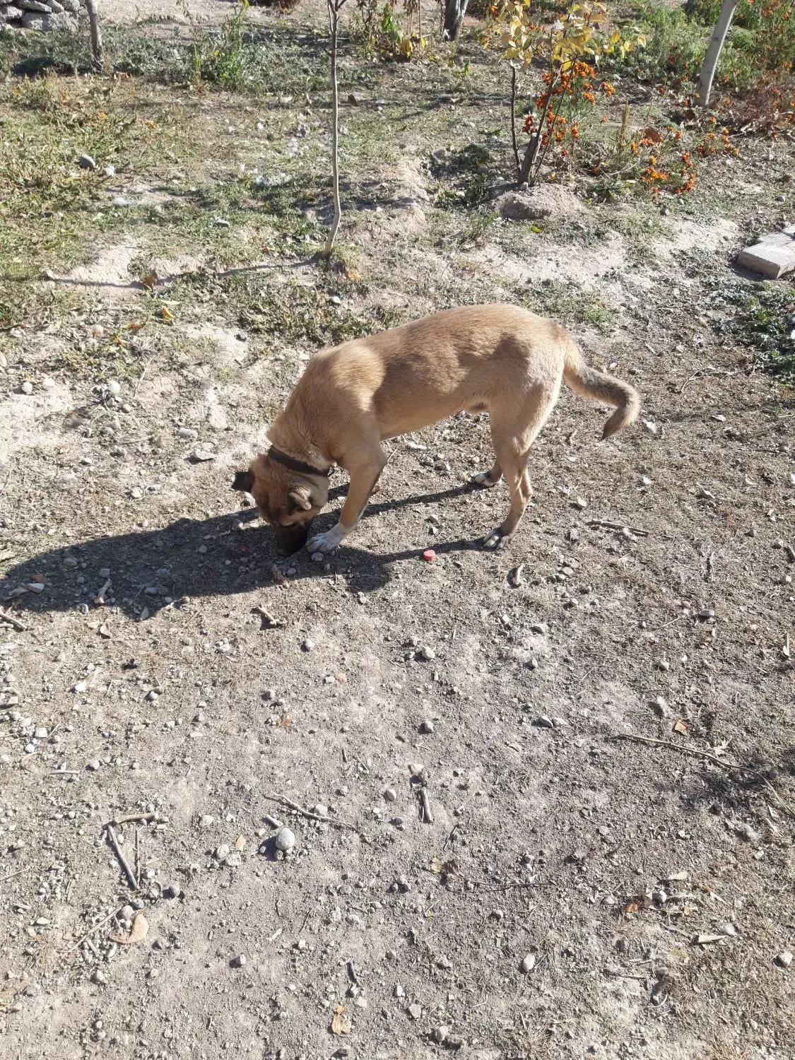 سگ دو رگه|سگ|اردبیل, |دیوار