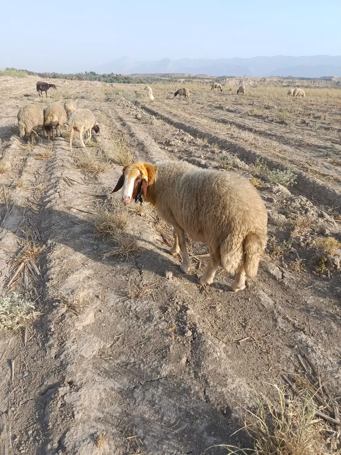 شک وزن سنجابی|حیوانات مزرعه|دره شهر, |دیوار