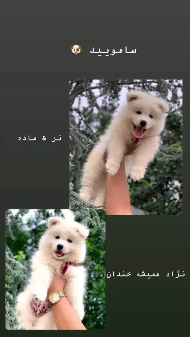 مجموعه پرورش سگ های آپارتمانی|سگ|شیراز, معالیآباد|دیوار