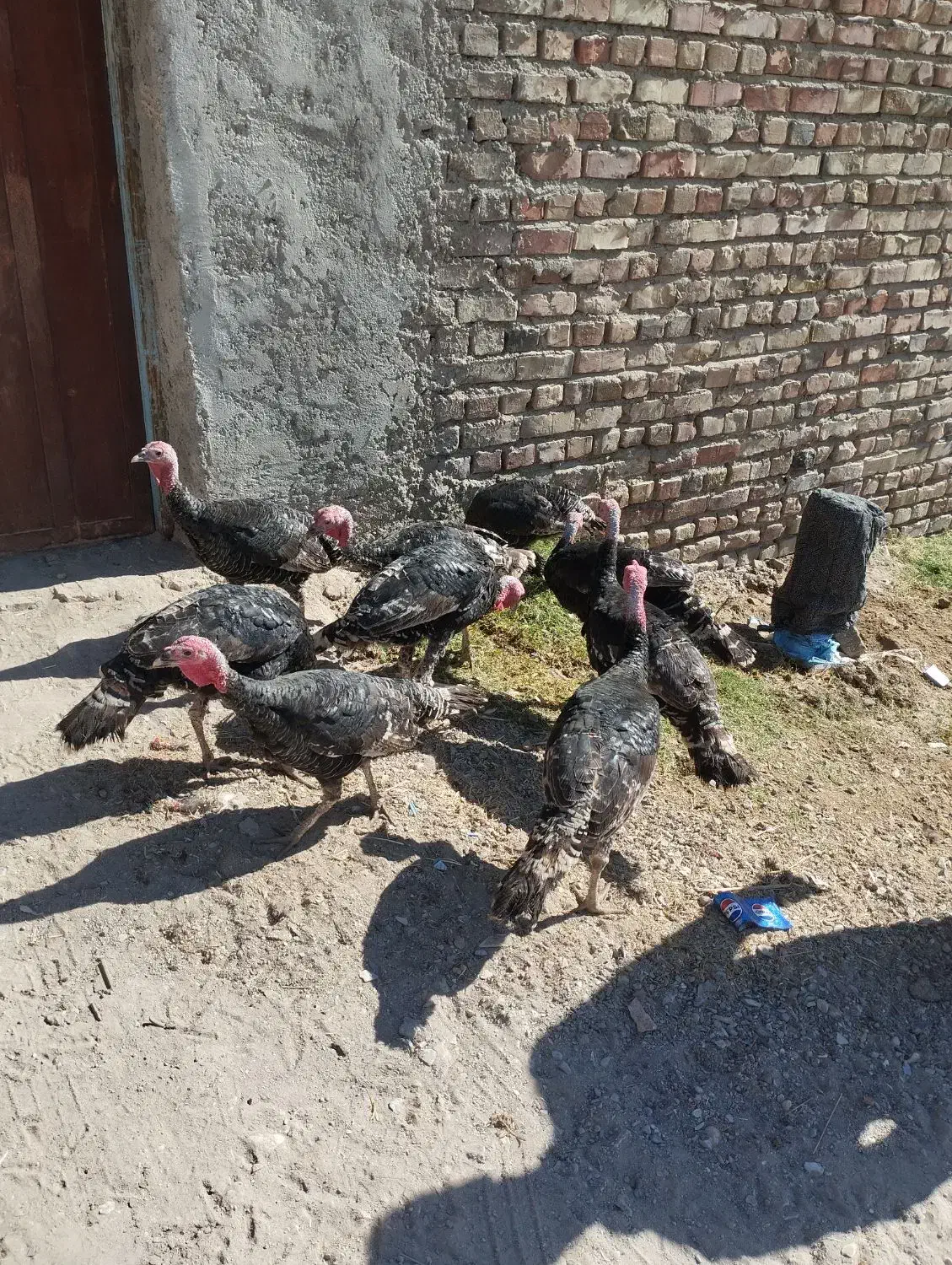 بوقلمون نروماده|حیوانات مزرعه|خاش, |دیوار