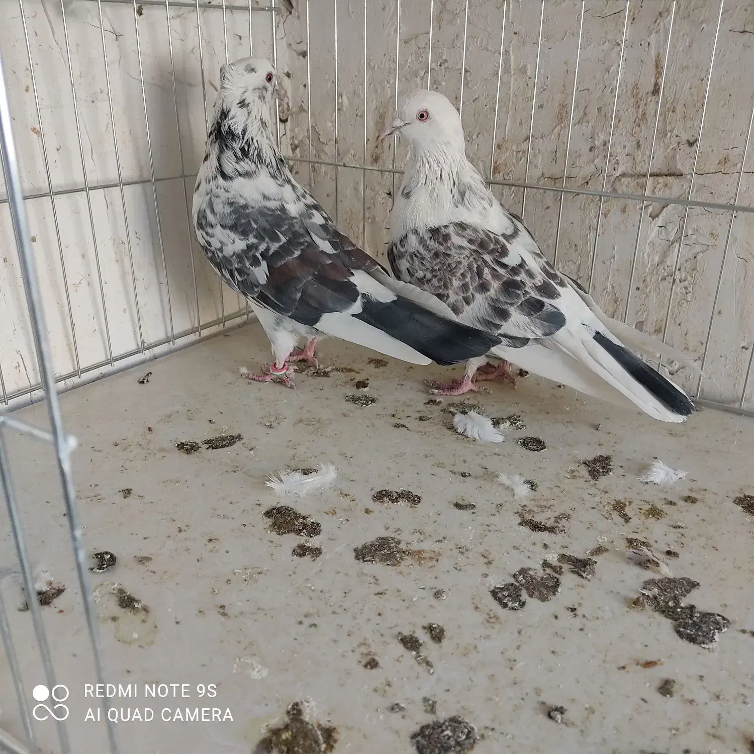 کفتر|پرنده|سیرجان, |دیوار