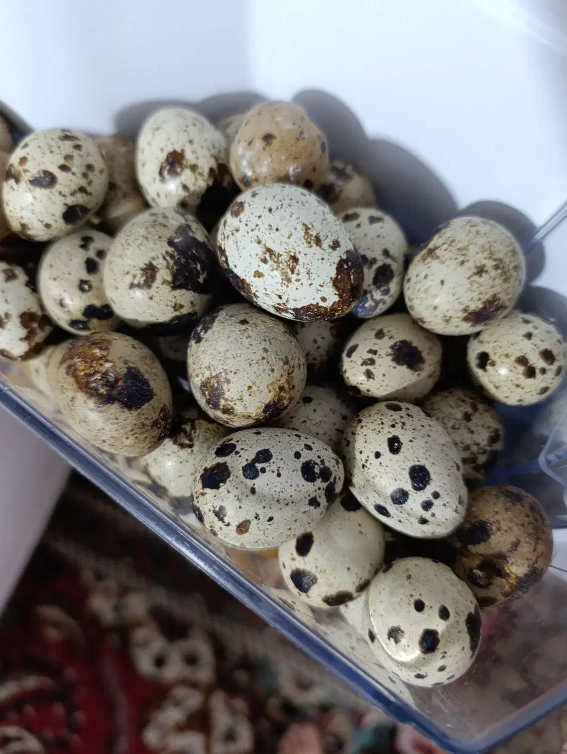 تخم بلدرچین|خوردنی و آشامیدنی|نیشابور, هفده شهریور|دیوار