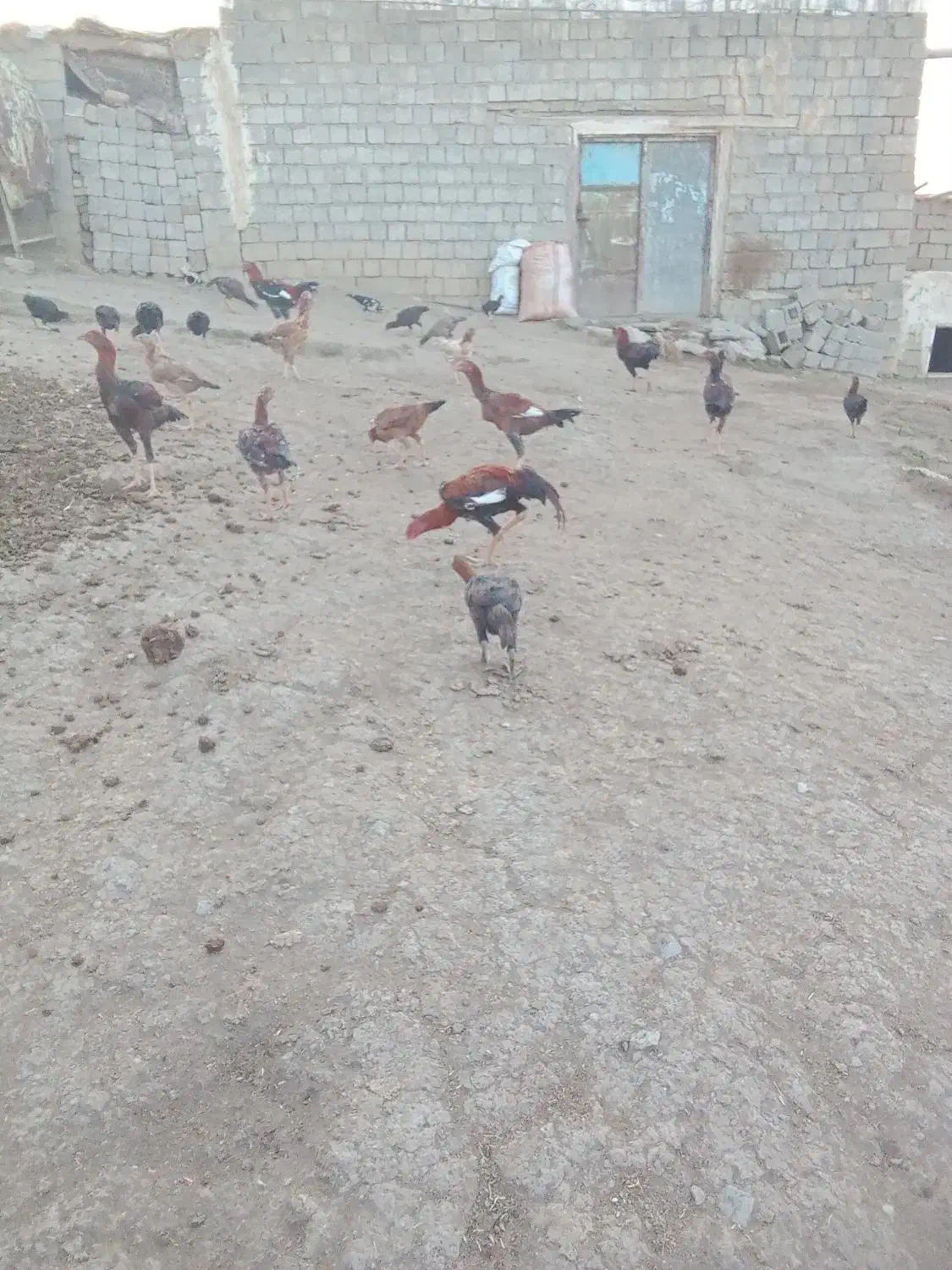 مرغ و خروس لاری|حیوانات مزرعه|اشنویه, |دیوار