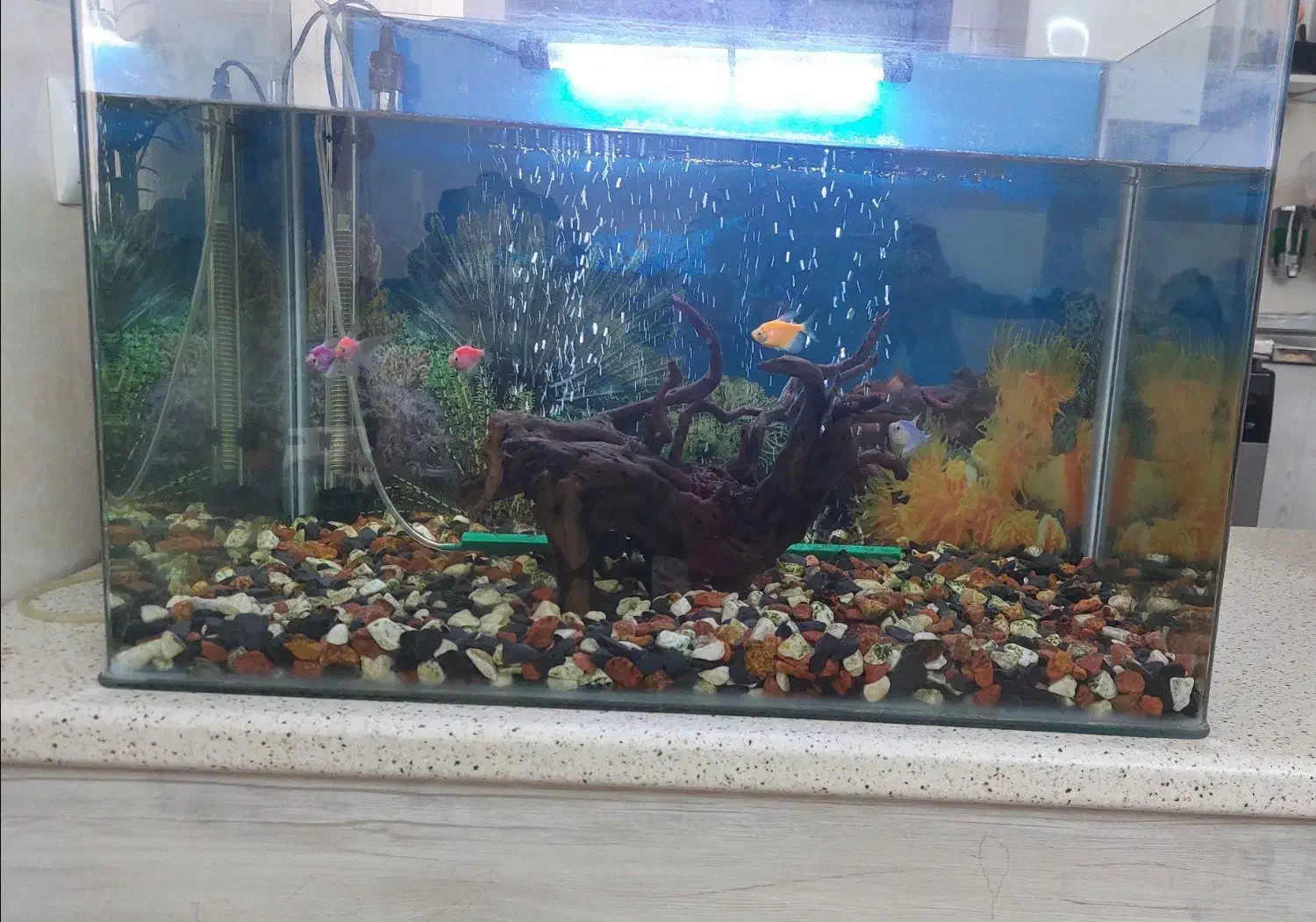 آکواریوم شیشه خم|ماهی|هشتگرد, شهرک آپادانا|دیوار