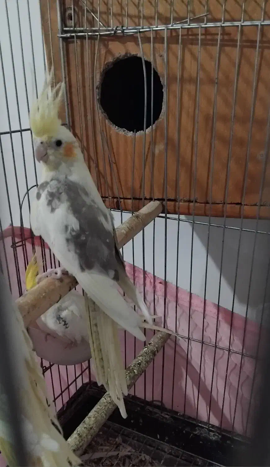 عروس هلندی لوتینو تکخال|پرنده|بهارستان, |دیوار