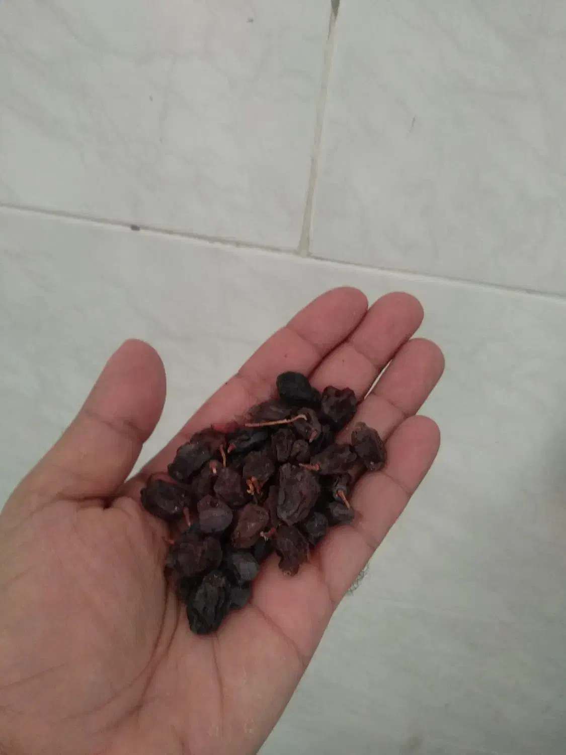 مویز درجه 1|خوردنی و آشامیدنی|شیراز, غدیر شمالی|دیوار