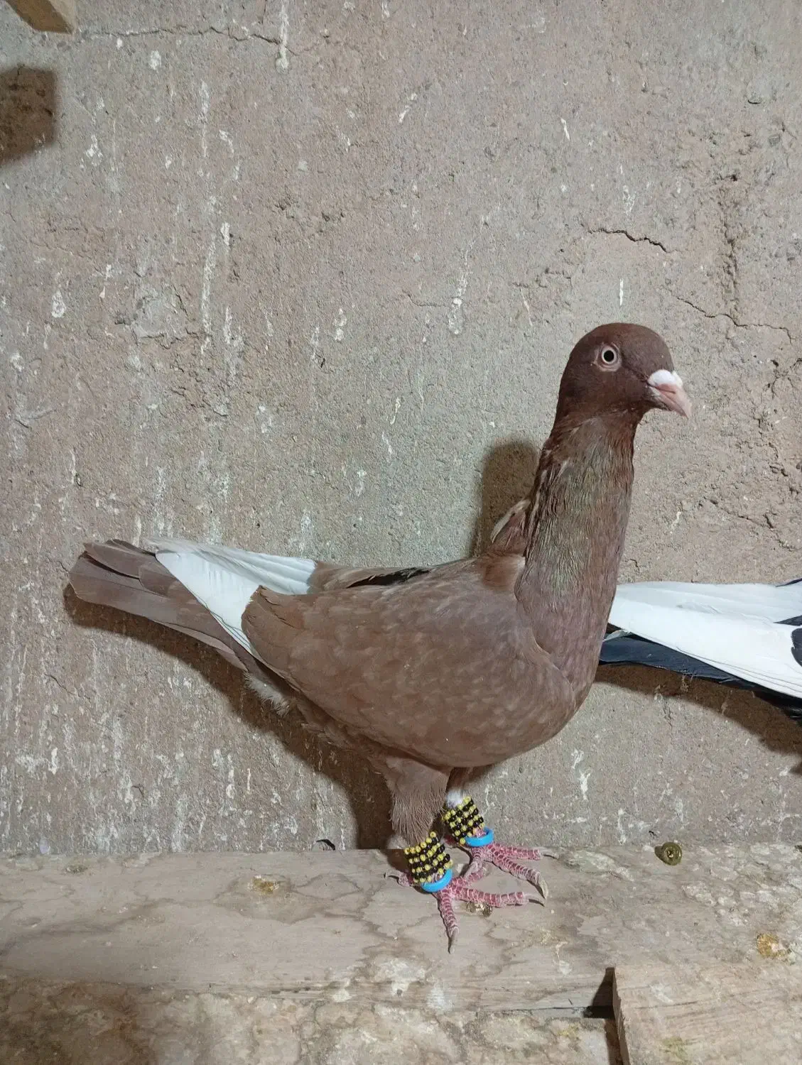 ۴ تا رنگی پرشی|پرنده|تاکستان, |دیوار