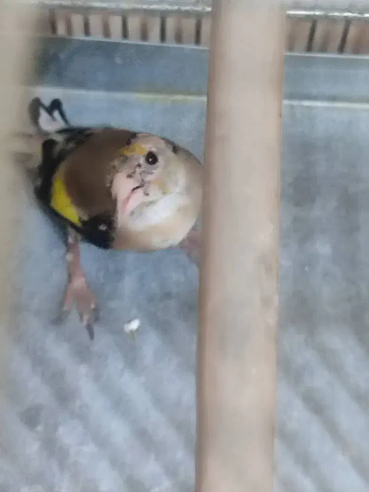 ۲ عدد سهره|پرنده|بندرعباس, |دیوار