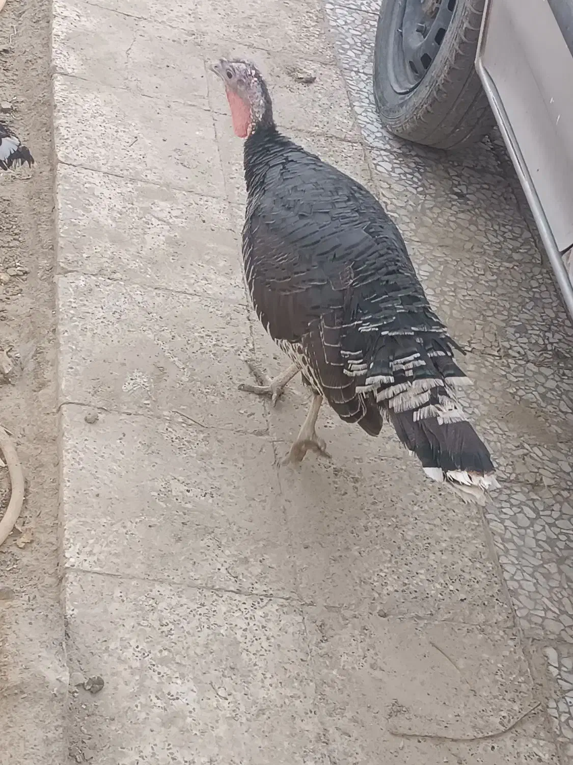 بوقلمون|حیوانات مزرعه|زهک, |دیوار