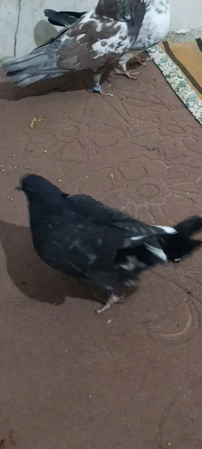 جوجه کبوتر|پرنده|اسلامشهر, مظفریه|دیوار