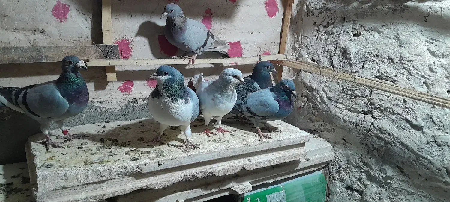 کبوتر|پرنده|رامند, |دیوار