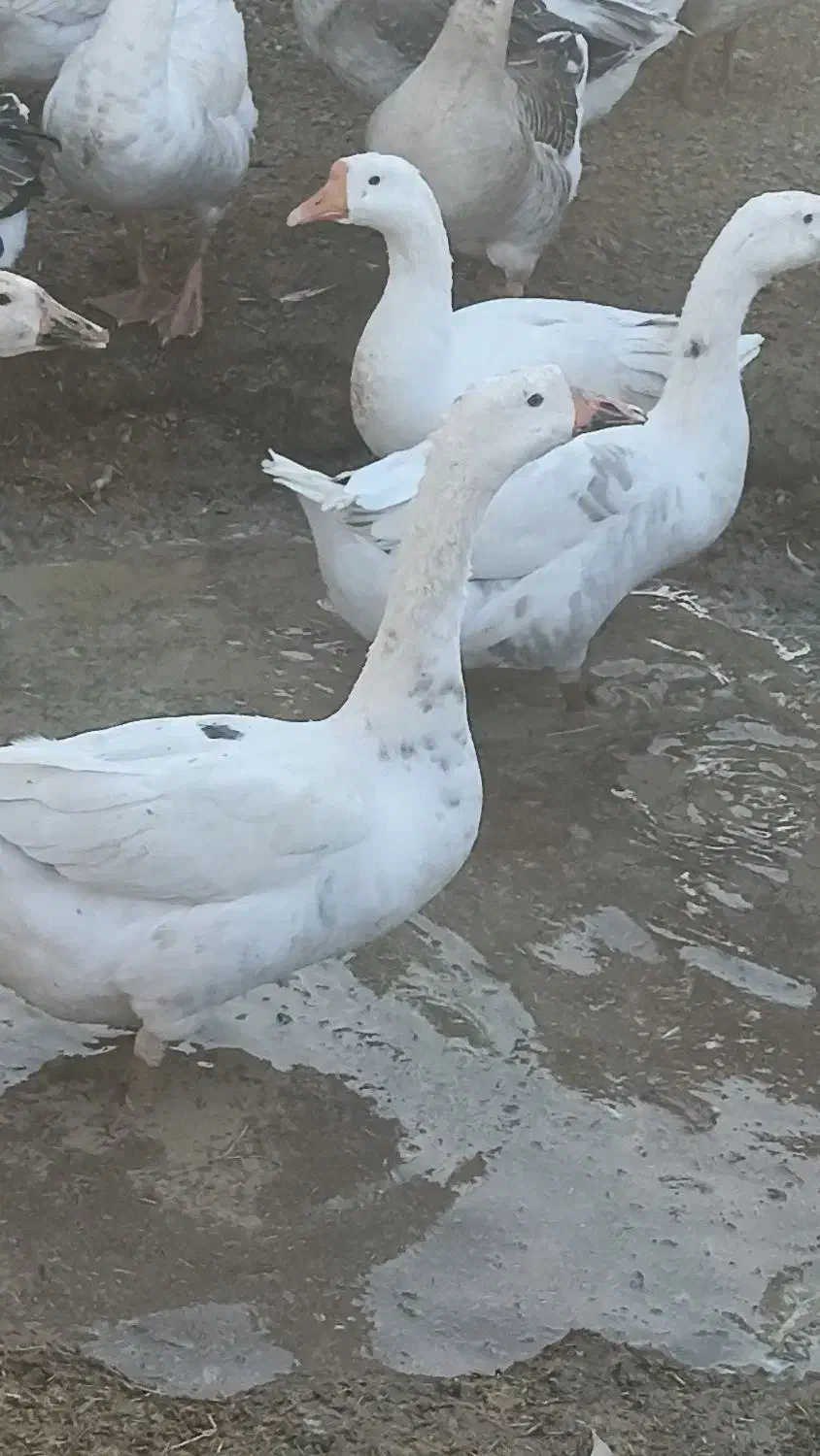 غوقاز|حیوانات مزرعه|زابل, |دیوار