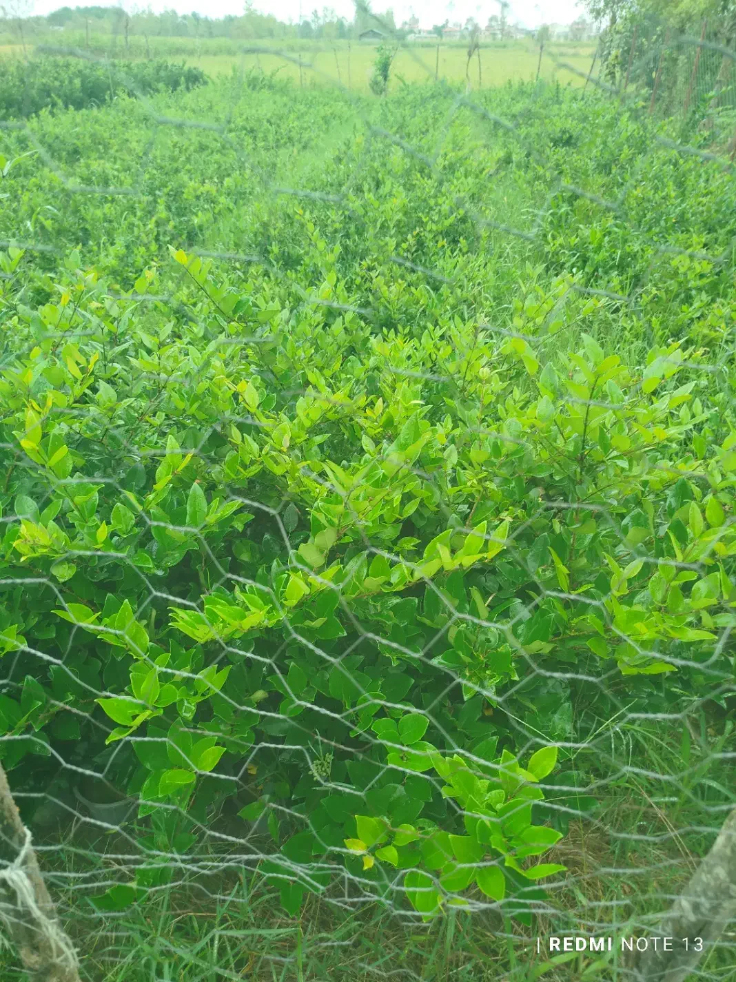 یاس هلندی سطل سه|گل و گیاه طبیعی|خرمآباد (تنکابن), |دیوار