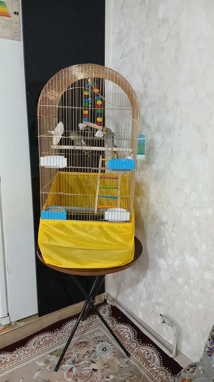 عروس هلندی نر و ماده|پرنده|نسیمشهر, |دیوار