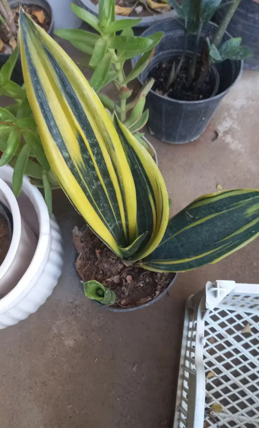 فروش انواع گل اپارتمانی|گل و گیاه طبیعی|بندرعباس, |دیوار