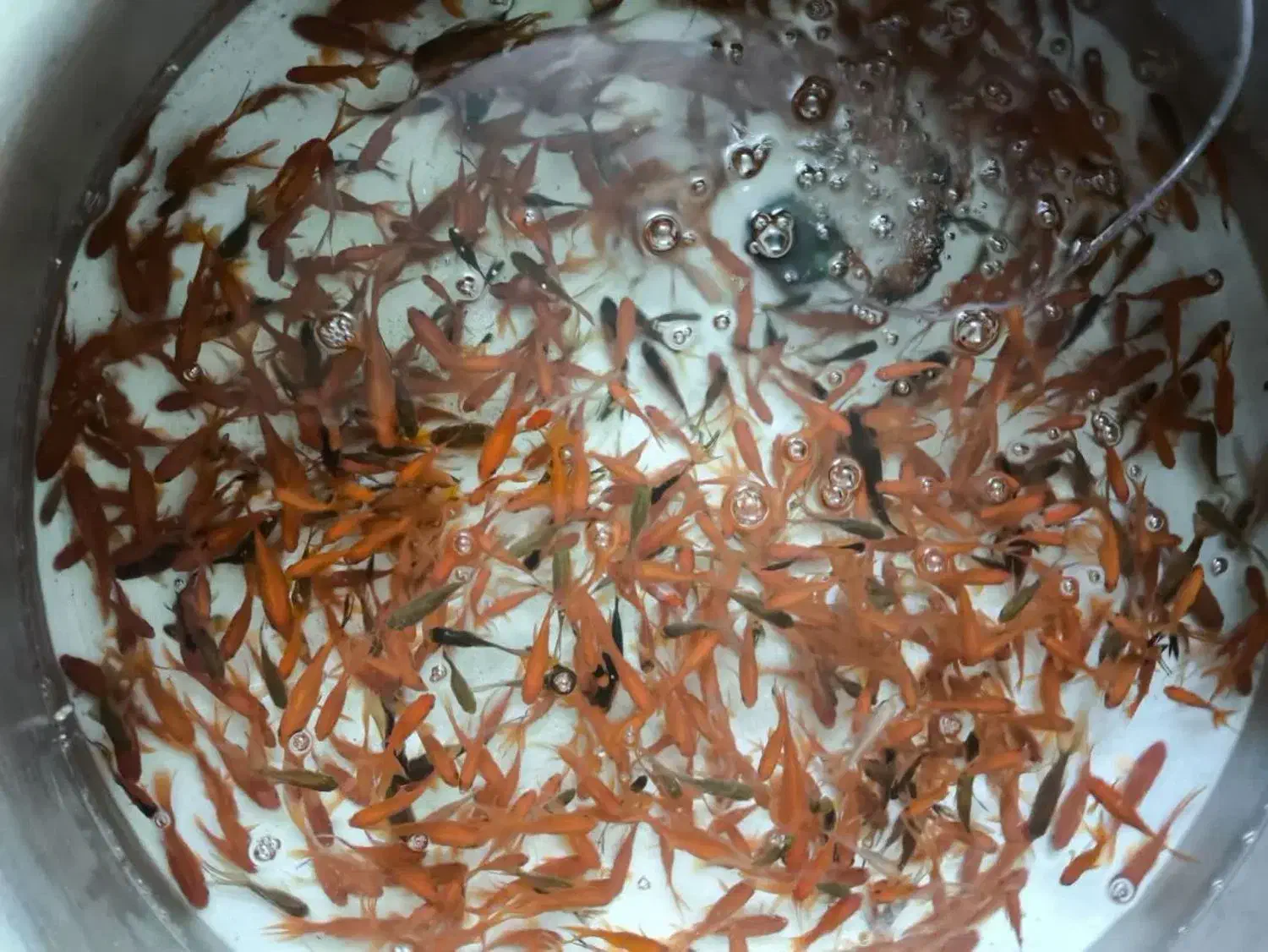 ماهی شبه عید|ماهی|مبارکه, |دیوار