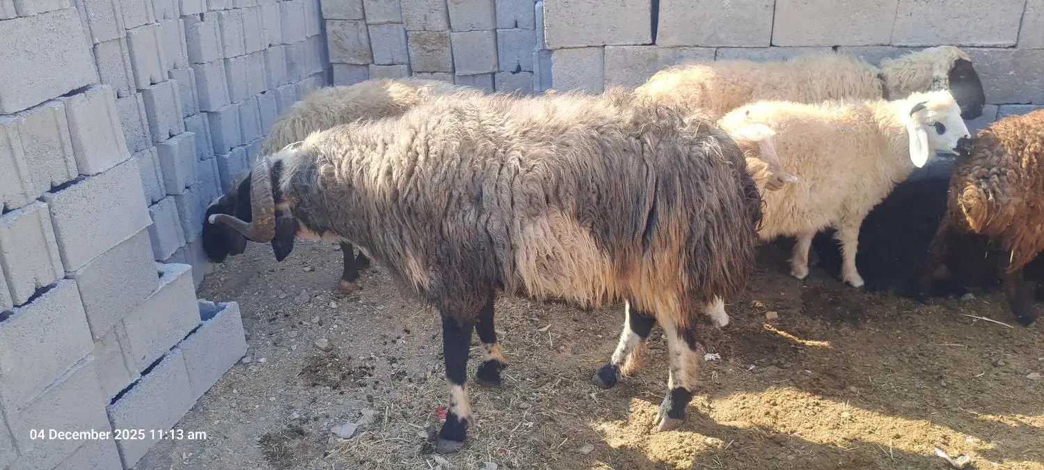 قوچ بذری روزگاری|حیوانات مزرعه|نی‌ریز, |دیوار