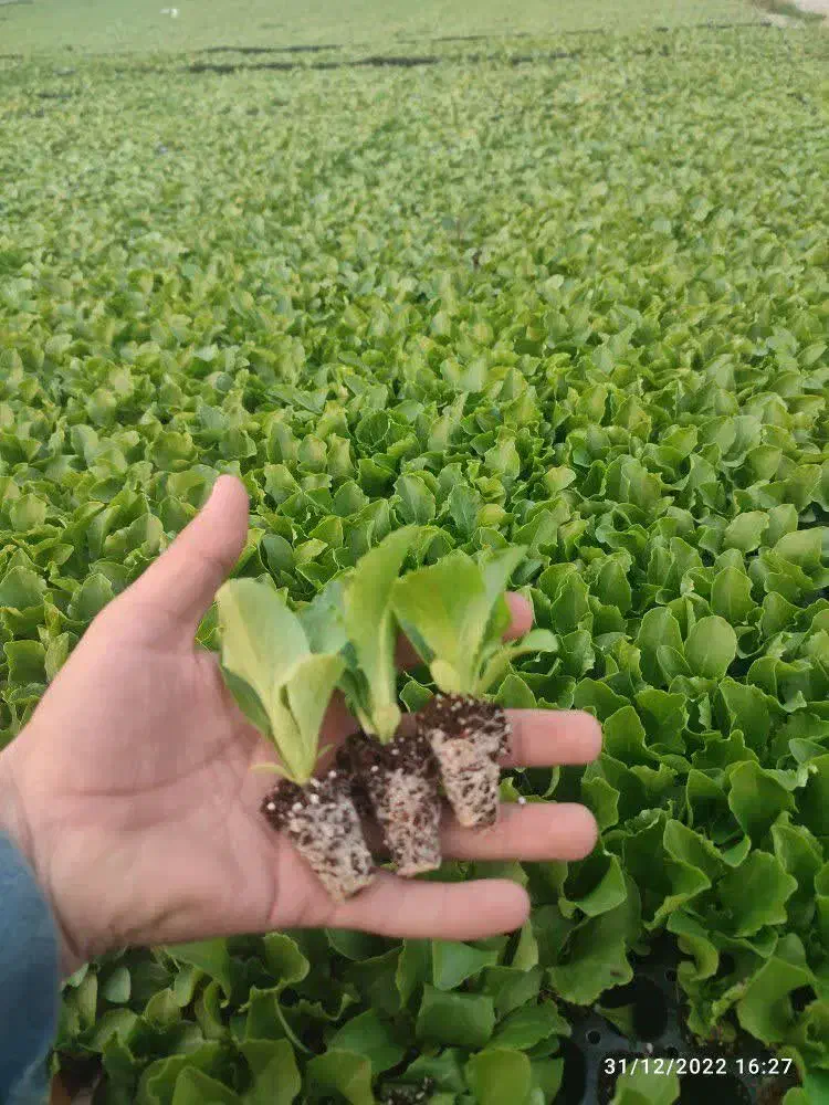 نشا توت فرنگی و کاهو و کلم رسید|خدمات باغبانی و درختکاری|رامشیر, |دیوار