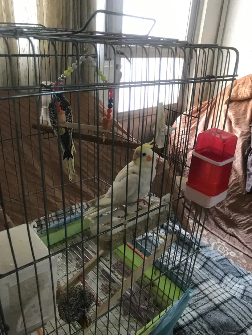 عروس هلندی|پرنده|تهران, شهرک امام خمینی|دیوار