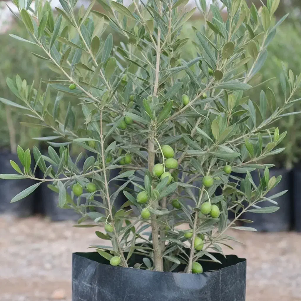 نهال زیتون با ضمانت سلامت|خدمات باغبانی و درختکاری|لوشان, |دیوار