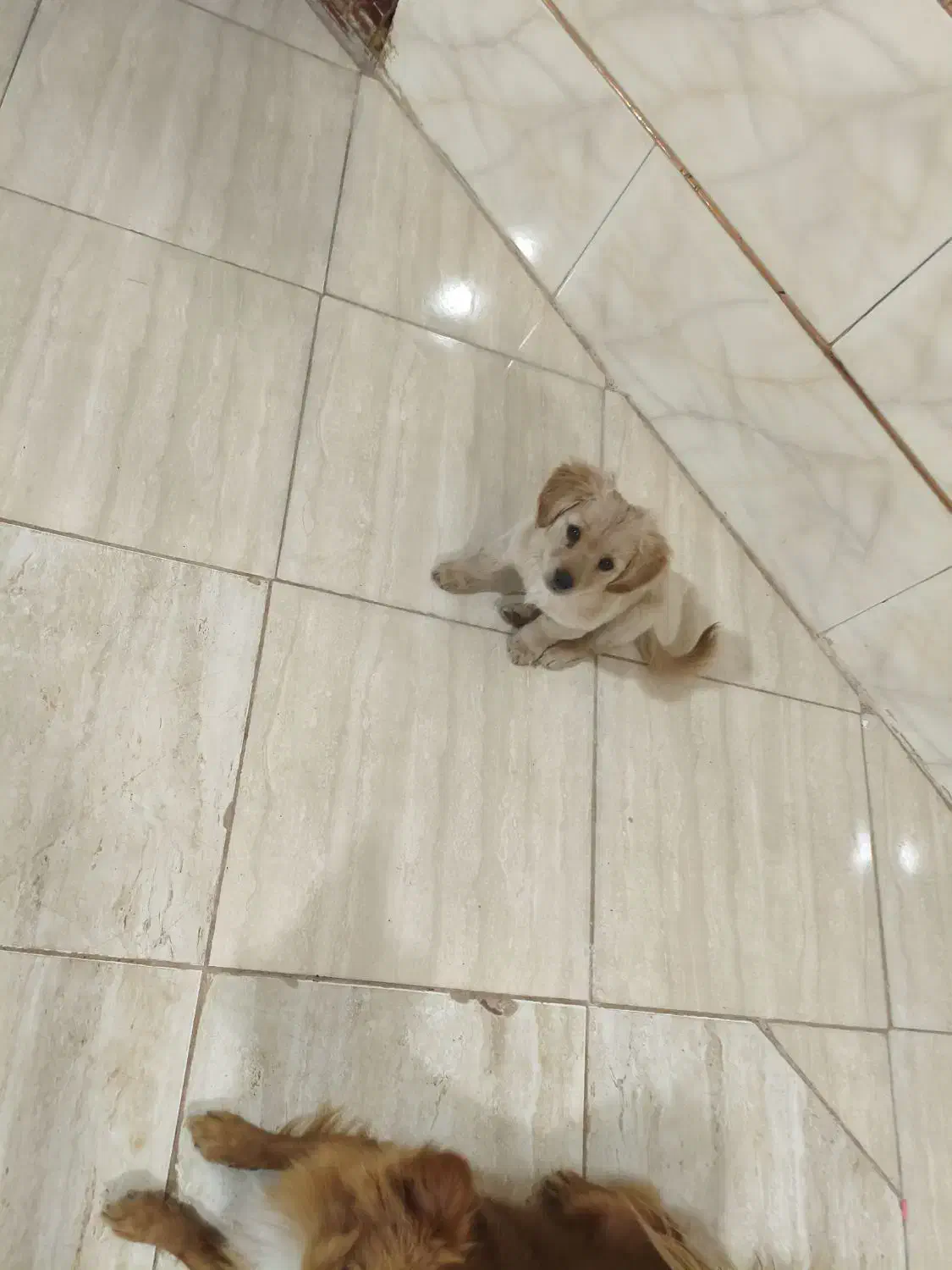 فروش چهار عدد توله سگ پامر اشپیتز|سگ|کرمان, |دیوار