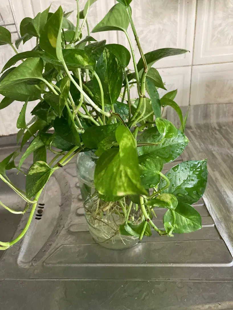 قلمه گل پتوس|گل مصنوعی|مشهد, آزادشهر|دیوار