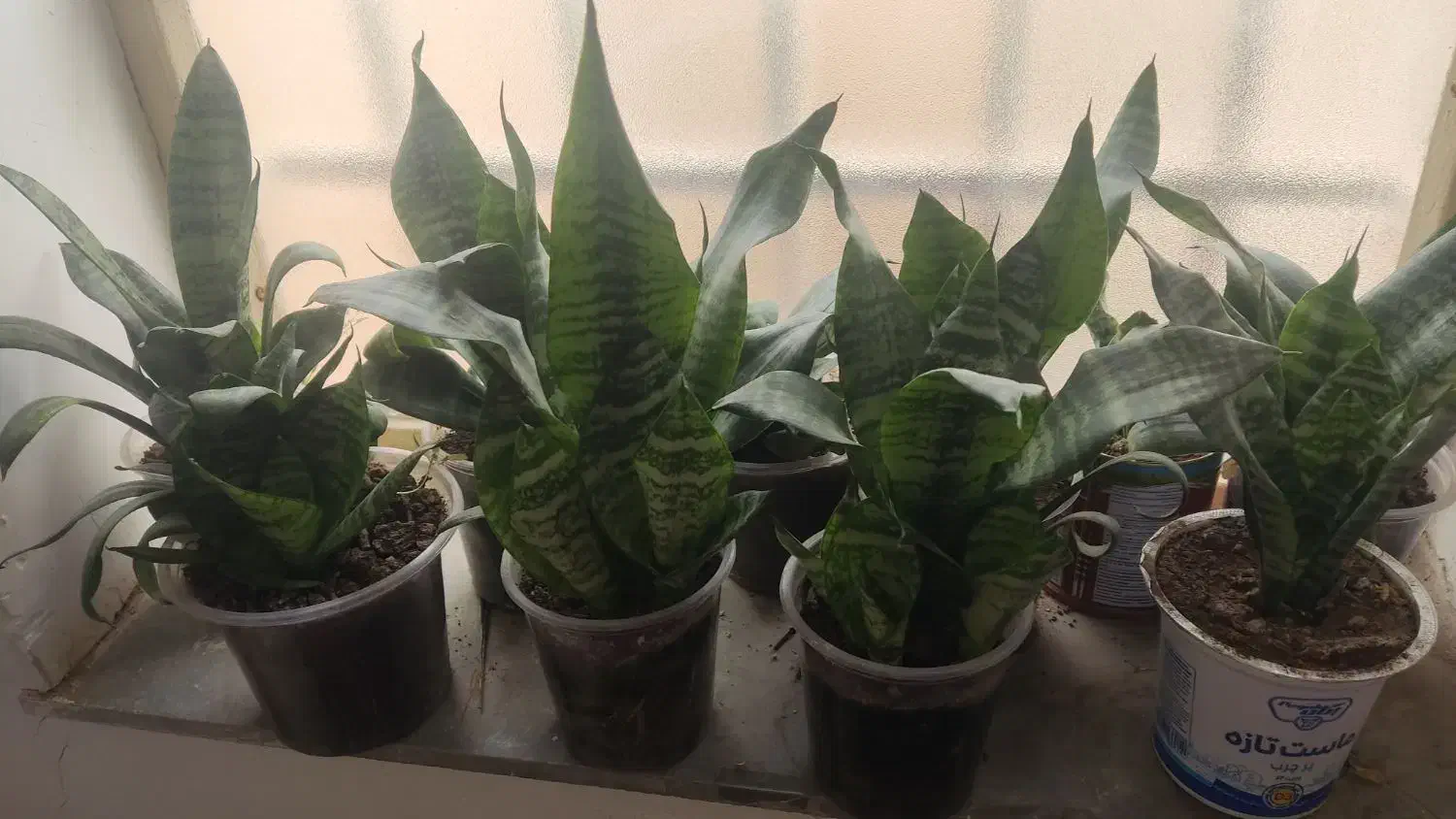 گل وگلدان|گل و گیاه طبیعی|ایلام, |دیوار