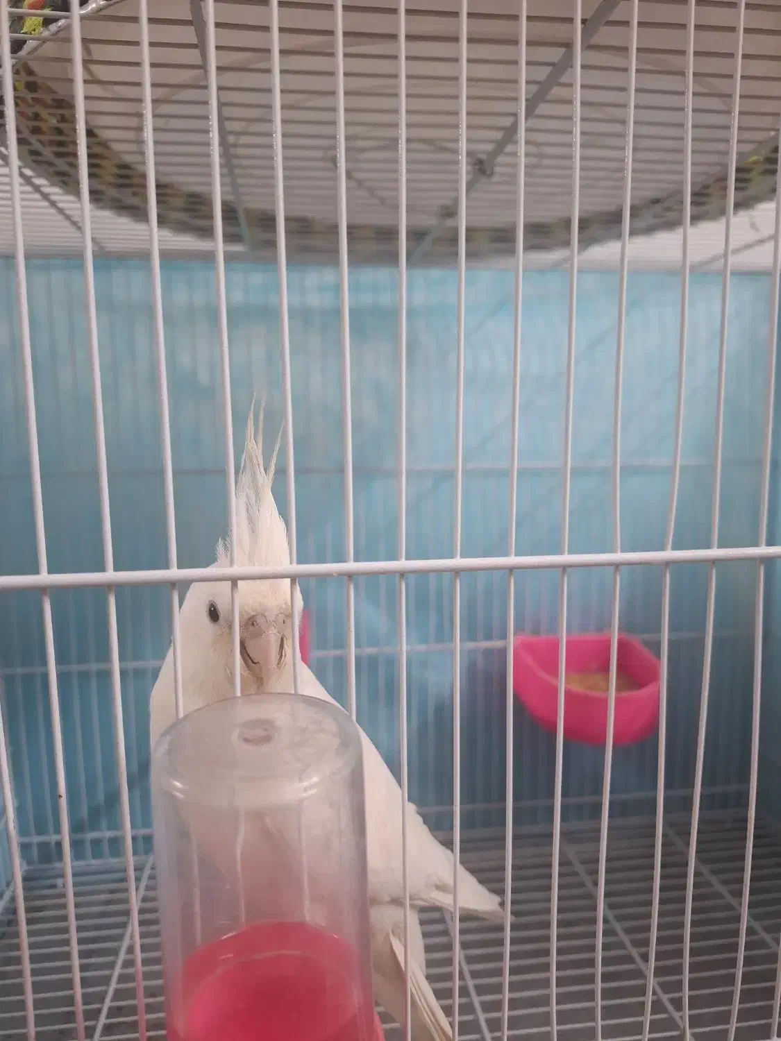 عروس هلندی|پرنده|مشهد, عبادی|دیوار