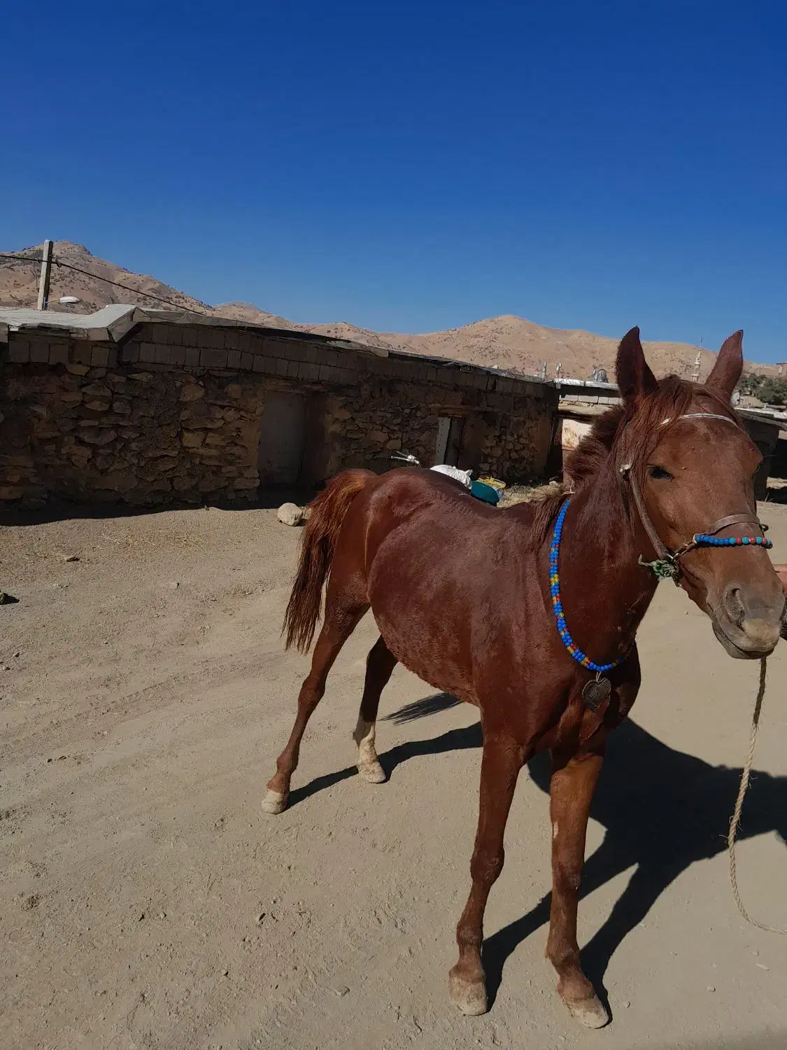 اسب یورغه|اسب و تجهیزات اسب‌سواری|سرشیو, |دیوار