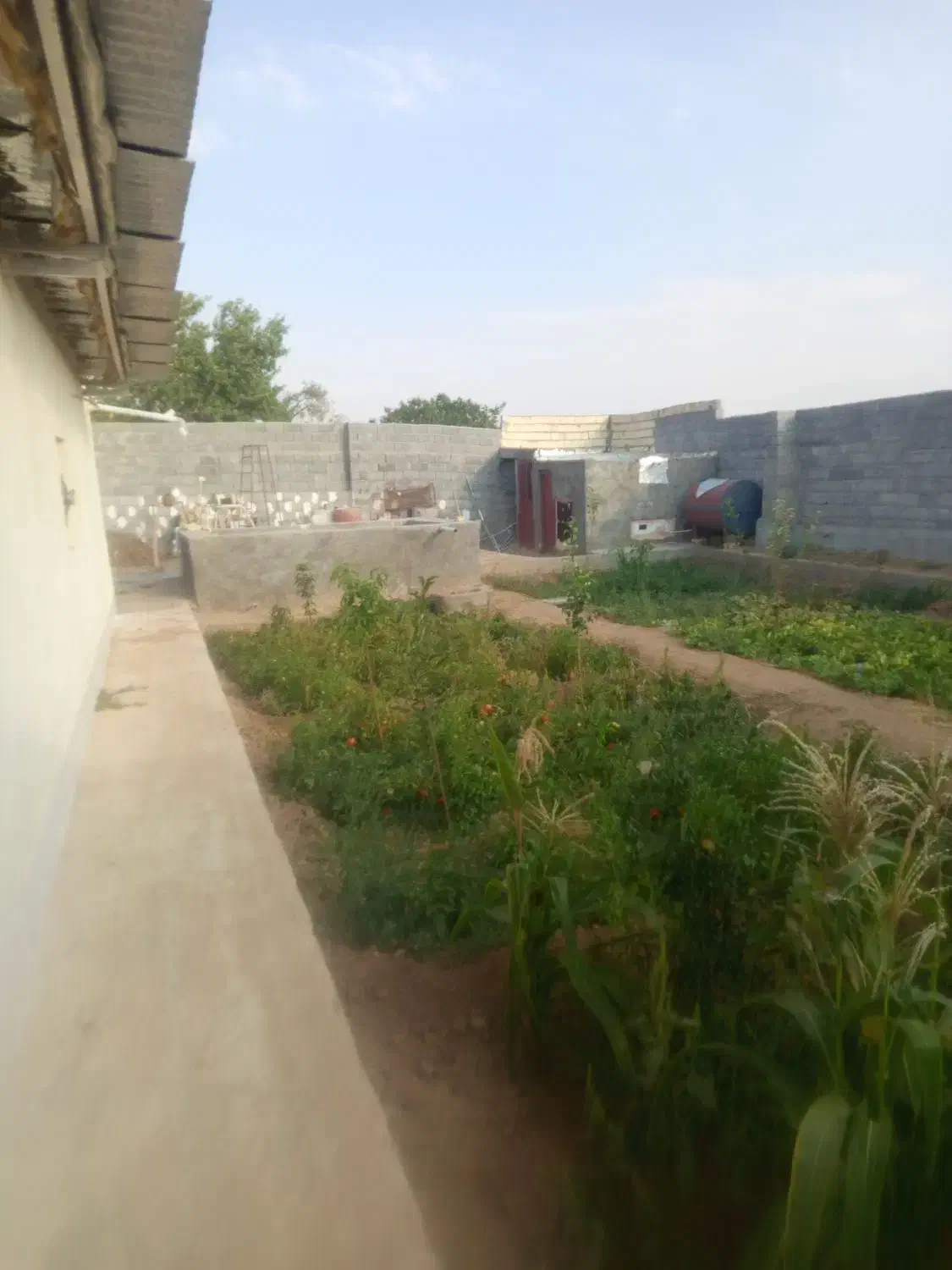 خانه باغ و سالن مرغداری خونه باغ|فروش خانه و ویلا|نیر (یزد), |دیوار