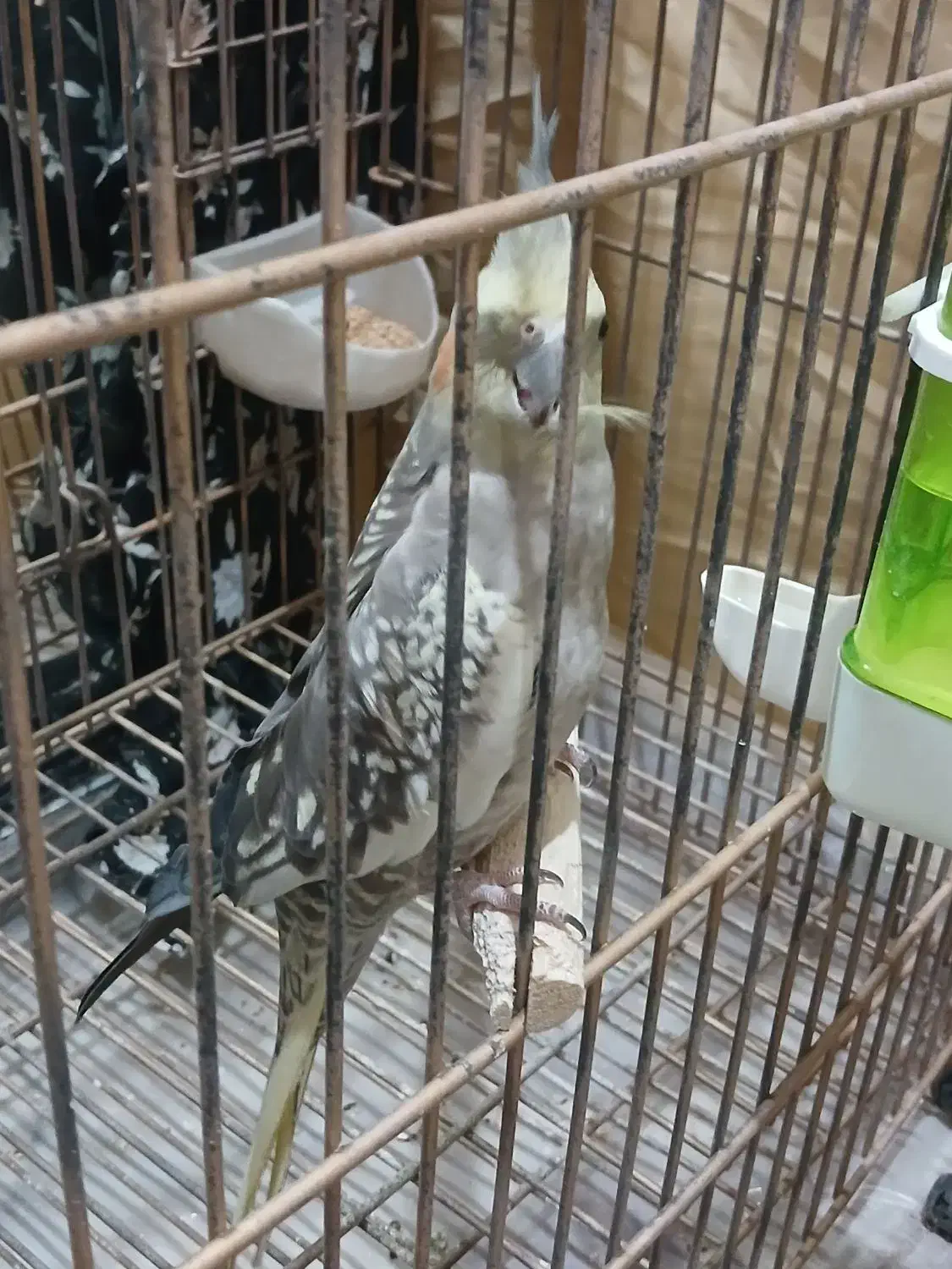 عروس هلندی|پرنده|تهران, شکیبا|دیوار