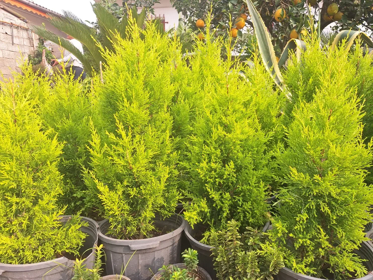 کاج لاوسون طلایی|گل و گیاه طبیعی|چابکسر, |دیوار